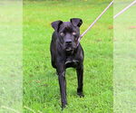 Small #6 Mastiff