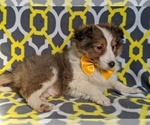 Small Photo #5 Shetland Sheepdog Puppy For Sale in LANCASTER, PA, USA