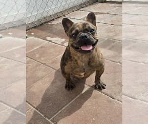 French Bulldog Puppy for sale in NORTH PORT, FL, USA