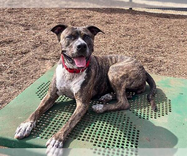 Medium Photo #3 American Pit Bull Terrier Puppy For Sale in Orange, CA, USA