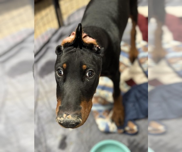 Medium Photo #3 Doberman Pinscher Puppy For Sale in Aurora, OH, USA