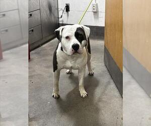 Mutt Dogs for adoption in Forestville, MD, USA