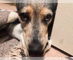 Small Photo #16 Australian Cattle Dog Puppy For Sale in PAHRUMP, NV, USA