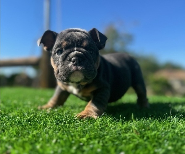 Medium Photo #6 English Bulldog Puppy For Sale in LA JOLLA, CA, USA