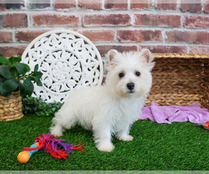 West Highland White Terrier Puppy for sale in SYRACUSE, IN, USA