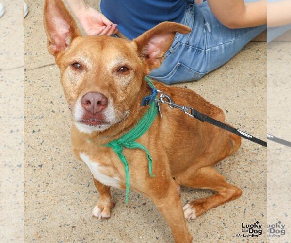 Medium Photo #6 Mutt Puppy For Sale in Washington, DC, USA