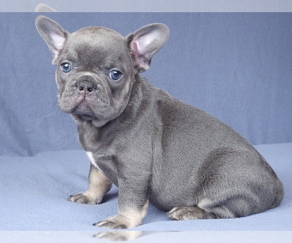 Medium Photo #9 French Bulldog Puppy For Sale in BOSTON, MA, USA