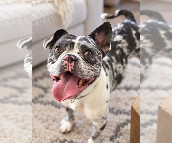 Medium Photo #4 Mutt Puppy For Sale in Las Vegas, NV, USA