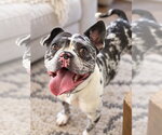 Small Photo #4 Mutt Puppy For Sale in Las Vegas, NV, USA