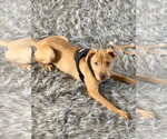 Small #2 American Staffordshire Terrier-Rhodesian Ridgeback Mix