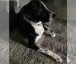 Small #9 Lab-Pointer