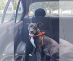 Small #6 American Staffordshire Terrier Mix