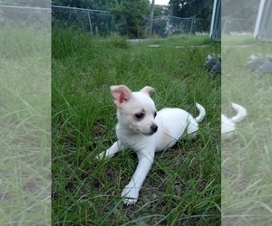 Chihuahua Puppy for sale in DAYTONA BEACH, FL, USA