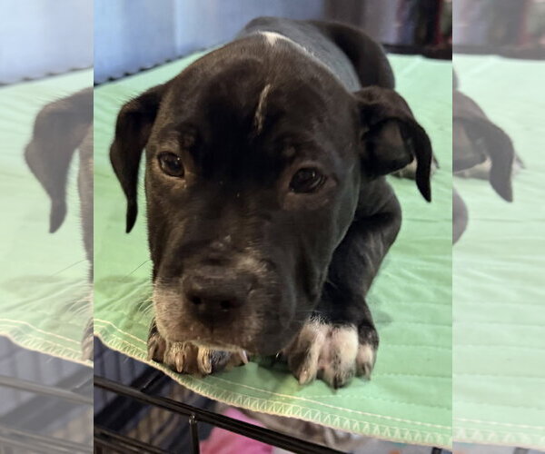 Medium Photo #7 Mutt Puppy For Sale in Sanford, FL, USA