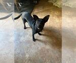 Small #1 Retriever  Mix