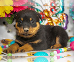 Puppy Hogan Rottweiler