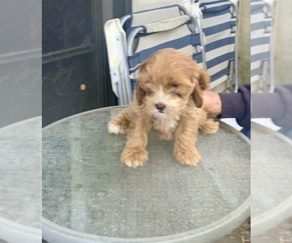 Medium Photo #1 Spookalier Puppy For Sale in CLAYPOOL, IN, USA