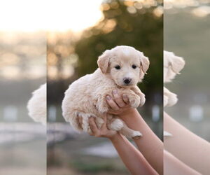 German Shepherd Dog-Great Pyrenees Mix Dog for Adoption in PARTRIDGE, Kansas USA