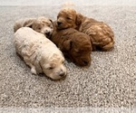 Small Photo #14 Poodle (Toy) Puppy For Sale in EXCELSIOR SPRINGS, MO, USA