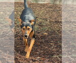 Small #19 Doberman Pinscher Mix