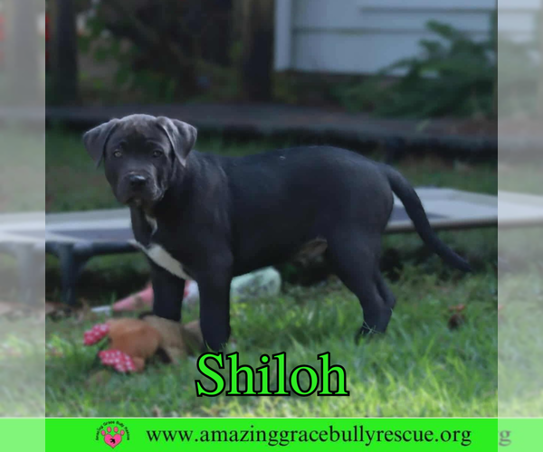 Medium Photo #5 American Pit Bull Terrier-Unknown Mix Puppy For Sale in Pensacola, FL, USA