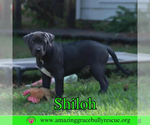 Small #4 American Pit Bull Terrier Mix