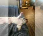 Small #3 Chihuahua Mix