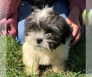 Shih Tzu Puppy for sale in CHIPLEY, FL, USA