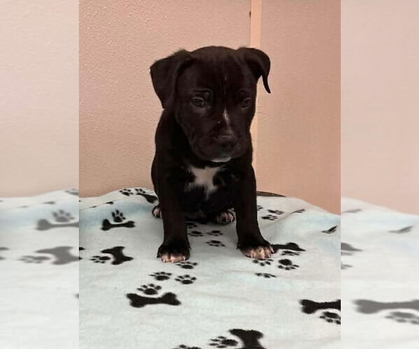 Medium Photo #1 Mutt Puppy For Sale in Osgood, IN, USA