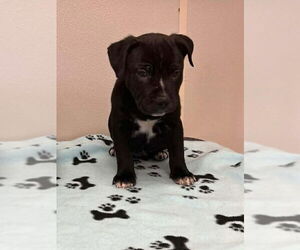 Mutt Dogs for adoption in Osgood, IN, USA