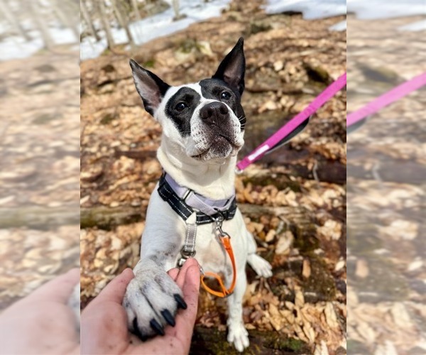 Medium Photo #30 Mutt Puppy For Sale in Gloversville, NY, USA