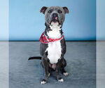 Small #1 American Pit Bull Terrier