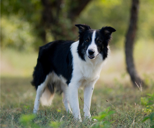 Father of the Border Collie puppies born on 08/21/2026