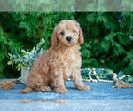 Puppy Devon Cavapoo
