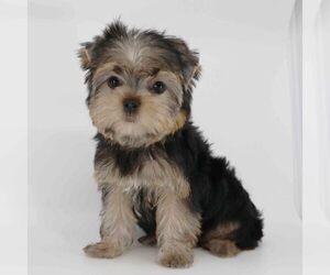 Yorkshire Terrier Puppy for sale in LOS ANGELES, CA, USA