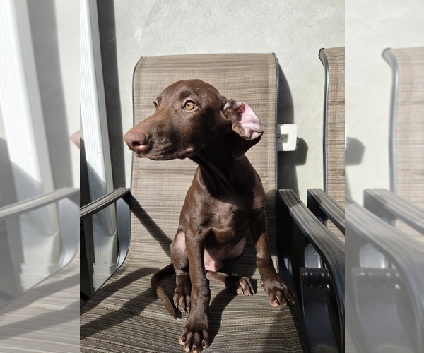 Medium Photo #1 Doberman Pinscher Puppy For Sale in NEWARK, NJ, USA