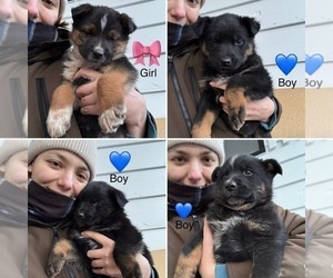 Australian Cattle Dog-German Shepherd Dog Mix Puppy for sale in ARLINGTON, WA, USA