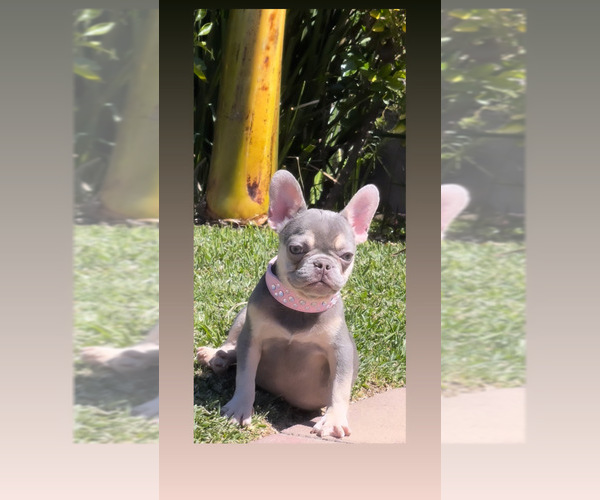 Full screen Photo #6 French Bulldog Puppy For Sale in LOS ANGELES, CA, USA