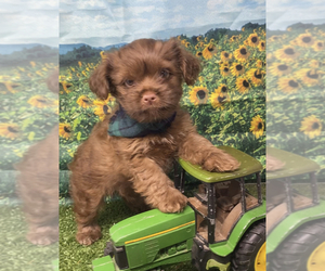 Shorkie Tzu Puppy for sale in SELLERSBURG, IN, USA