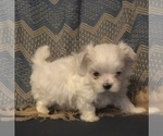 Small Photo #4 Maltese Puppy For Sale in SALEM, MO, USA
