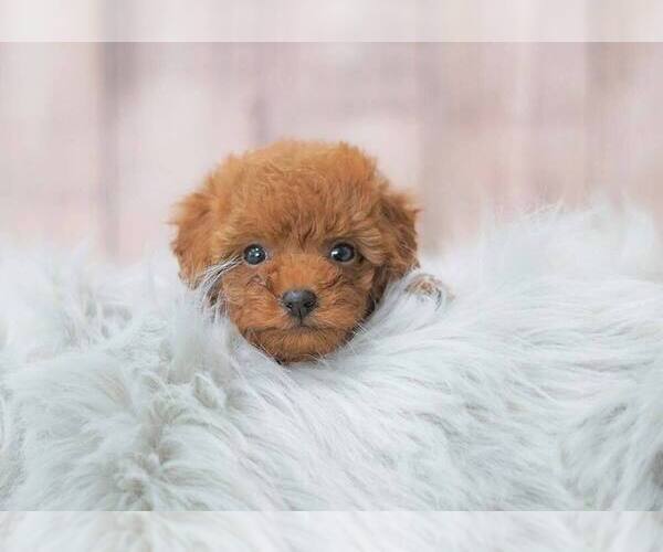 Medium Photo #4 Poodle (Miniature) Puppy For Sale in FULLERTON, CA, USA