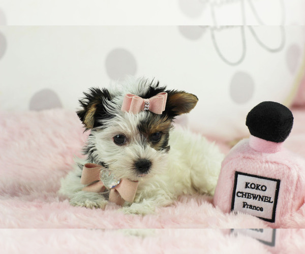 Medium Photo #10 Yorkshire Terrier Puppy For Sale in PEMBROKE PINES, FL, USA