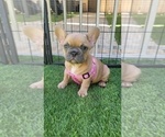 Small #12 French Bulldog