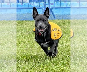 Australian Kelpie-Unknown Mix Dogs for adoption in Rockaway, NJ, USA