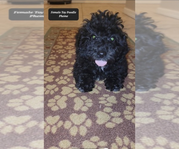 Medium Photo #2 Poodle (Toy) Puppy For Sale in TUCSON, AZ, USA