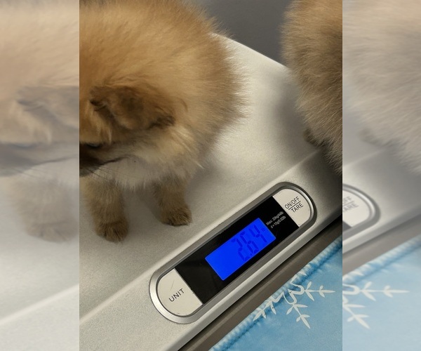 Medium Photo #4 Pomeranian Puppy For Sale in DEL VALLE, TX, USA