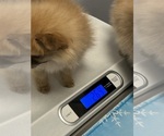 Small #3 Pomeranian