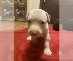 Puppy Puppy 7 American Pit Bull Terrier