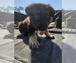 Puppy Rocky German Shepherd Dog