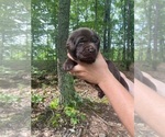 Small Photo #1 Labrador Retriever Puppy For Sale in GLADSTONE, VA, USA